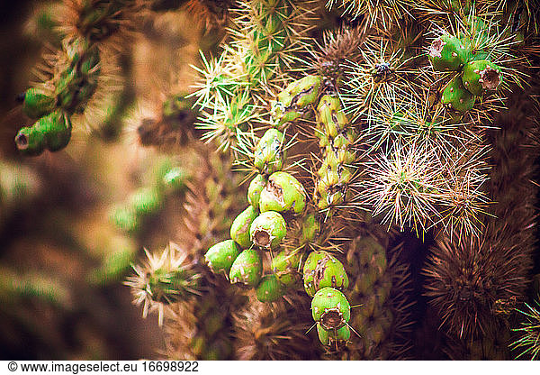 Kaktusschönheit - Besuch in der Wüste von Arizona
