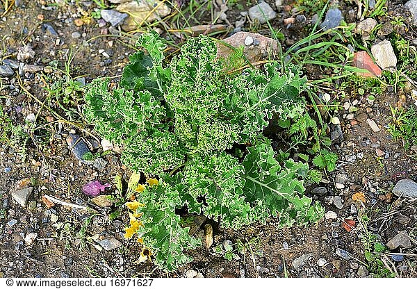 Kale (Brassica oleracea acephala) is an edible biennial plant. This photo was taken in Baix Llobregat  Barcelona province  Catalonia  Spain.