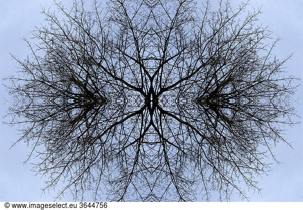 Kaleidoskop aus Zweigen