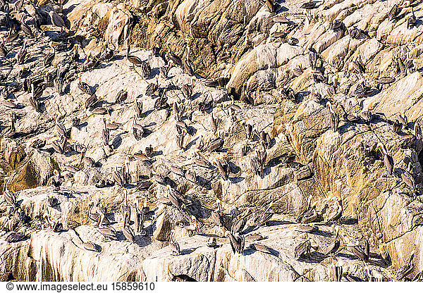 Kalifornische Braune Pelikane bedecken die Felsen in der Bucht von Monterey