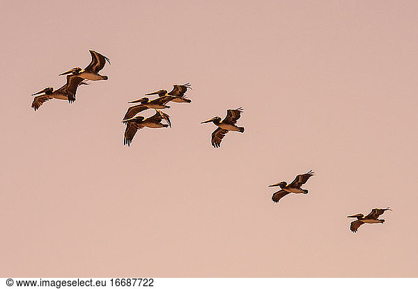 Kalifornische Braunpelikane fliegen in der Abenddämmerung