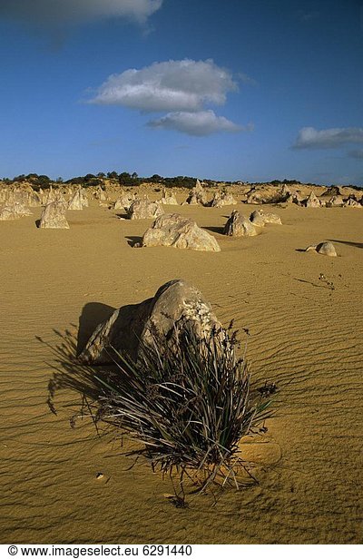 Kalkstein Säulen im Pinnacles Desert  Nambung-Nationalpark  Western Australia  Australien  Pazifik