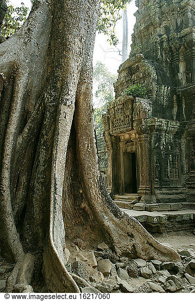 Kambodscha  Angkor  Siem Reap  Ta Prohm-Tempel und Baumwurzeln