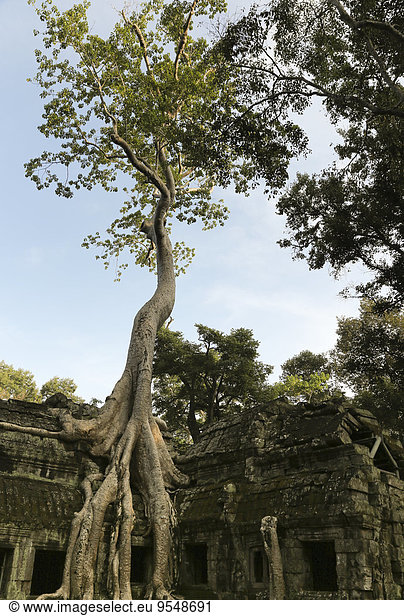Kambodscha  Baumwuchsmauer im Ta Prohm Tempelkomplex