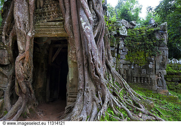 Kambodscha  Siem Reap  Angkor  Ta Ta Ta Som Tempel  Osttor