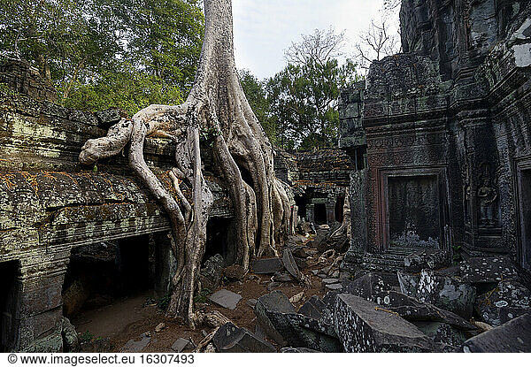 Kambodscha  Siem Reap  Ta Prohm  Tetrameles nudiflora wächst auf Tempelruinen