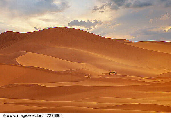 Kamel auf dem Weg durch die Sanddünen bei Sonnenaufgang  Wüste Gobi  Mongolei