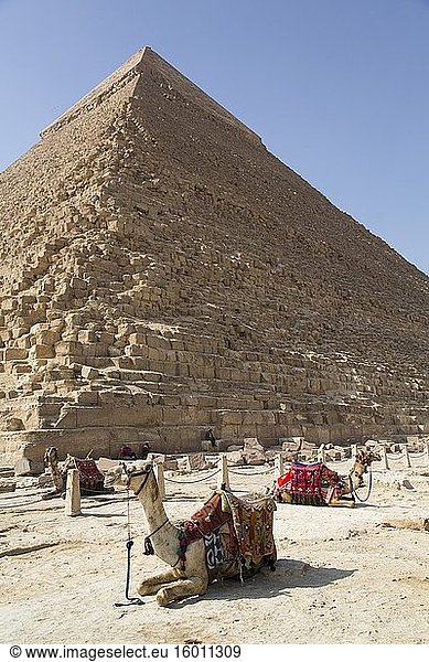 Kamel  Chephren-Pyramide (Hintergrund)  Große Pyramiden von Gizeh  UNESCO-Weltkulturerbe  Gizeh  Ägypten