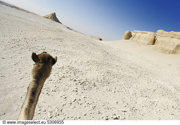 Kamel  Dromedar (Camelus dromedarius)  Wüstentrekking  Oase Dakhla  Libyschen Wüste  Ägypten  Afrika