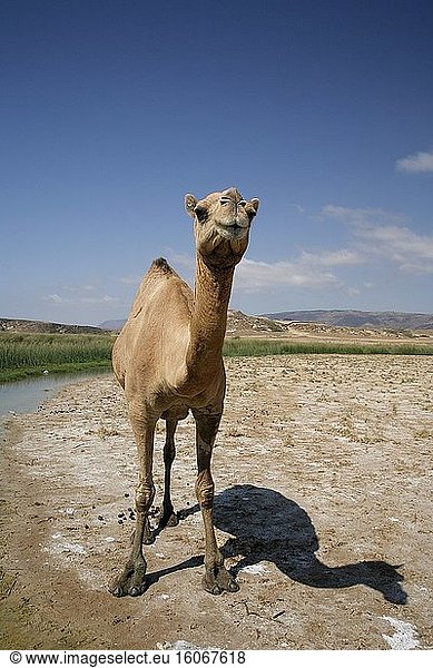 Kamel im Küstensee von Khor Rori (Sumhuram)  einem wohlhabenden Hafen zwischen dem Mittelmeer und Indien. UNESCO-Welterbestätte. Foto: Andr? Maslennikov