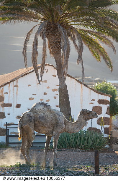 Kamel im Morgengrauen  La Oliva  Fuerteventura  Spanien