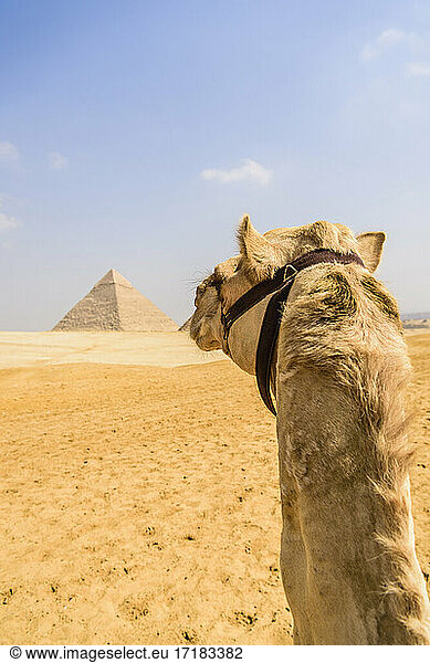 Kamel in Gizeh  im Hintergrund eine Pyramide am Rande von Kairo.