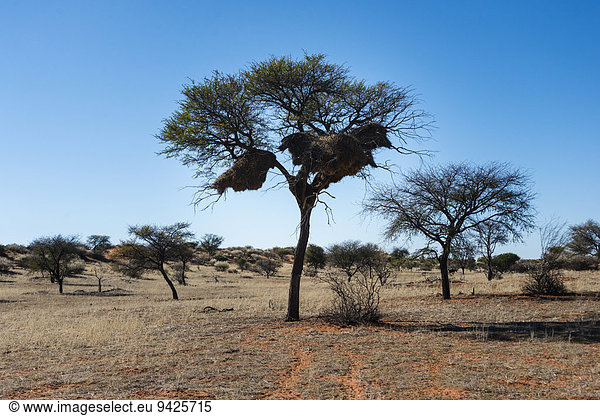 Kameldornbaum (Acacia erioloba) mit Siedelwebernestern  Siedelweber (Philetairus socius)  Kalahari  Namibia