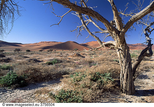 Kameldornbaum (Acacia erioloba) vor den Dünen im Sossusvlei in der Namib Wüste  Namib-Naukluft Park  Namibia  Afrika