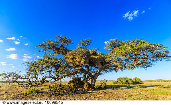 Kameldornbaum mit Nest von Siedelwebern (Philetairus socius)  Mariental  Kalahari  Namibia  Afrika