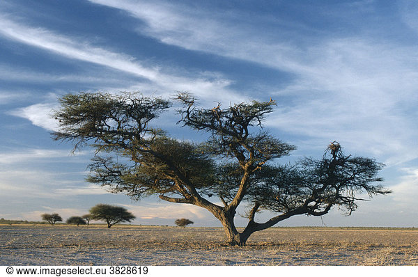 Kameldornbaum  Namib-Naukluft Park  Namibia / (Acacia erioloba)