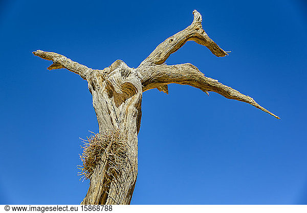 Kameldornbaum (Vachellia erioloba) gegen einen blauen Baum  Deadvlei  Namib-Wüste  Namib-Naukluft-Nationalpark; Namibia