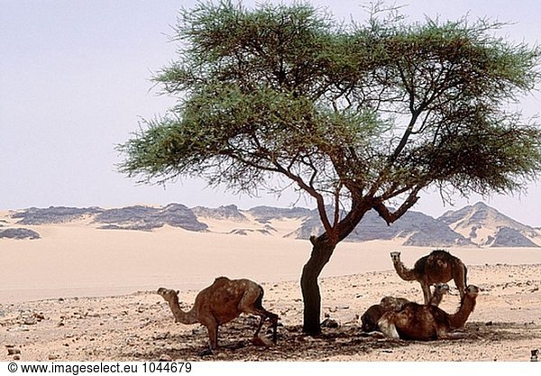 Kamele ausruhen unter einem einsamen Baum im Tassili N´Ajjer Wüste. Sahara. Algerien