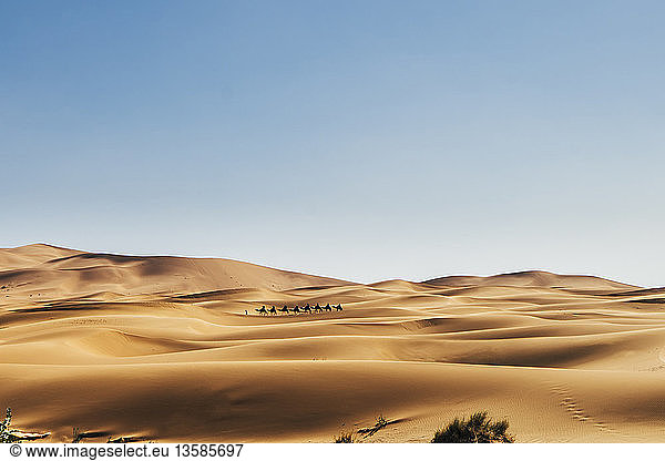 Kamele beim Durchqueren einer sonnigen  abgelegenen Sandwüste  Sahara  Marokko