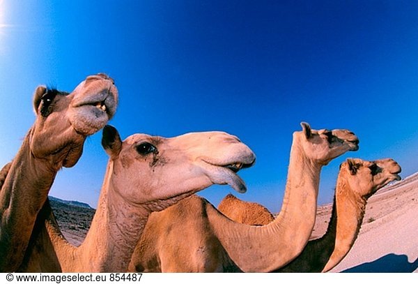 Kamele (Camelus Dromedarius). Bahrain