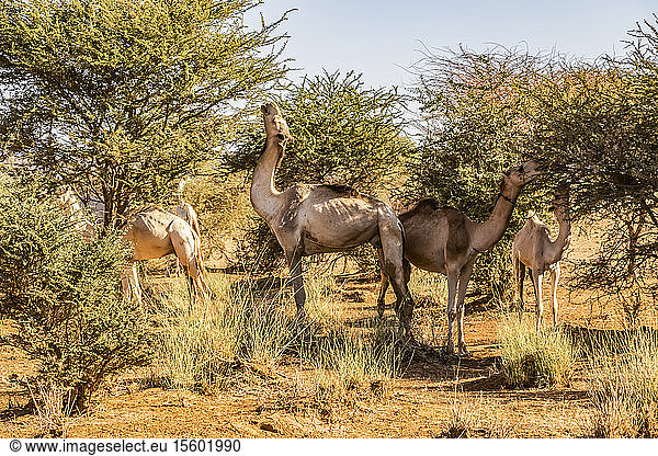 Kamele grasen auf Akazienbäumen; Naqa  Nordstaat  Sudan