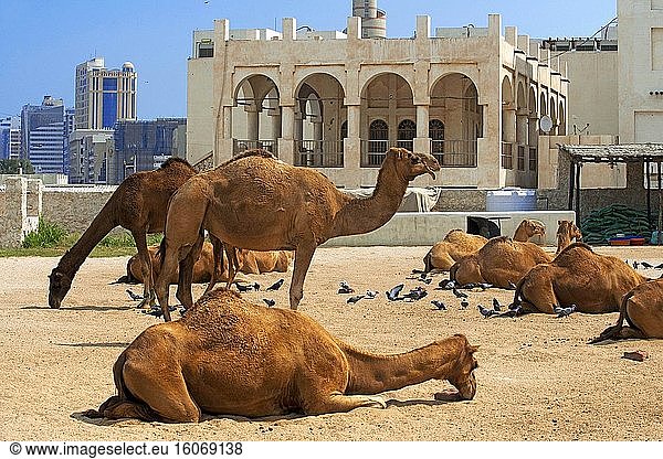 Kamele im Kamelsouq  Waqif Souq  Doha  Katar  Naher Osten.