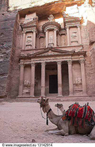 Kamele rasten bei Khaznet in Petra