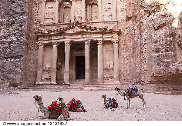Kamele rasten in Petra