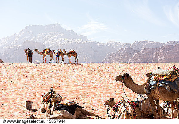 Kamele ruhen in der trockenen Wüstensonne