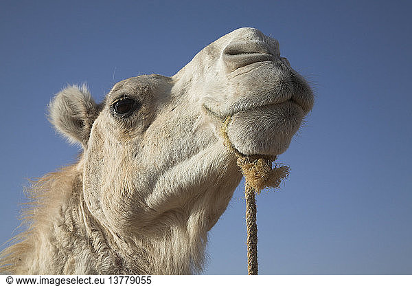 Kamelgesicht und -kopf Wüste Sahara Zagora  Marokko