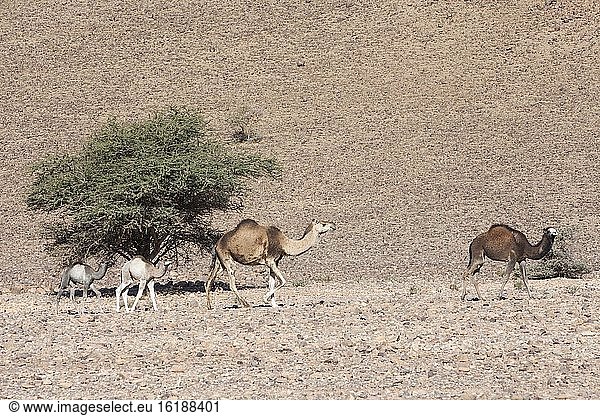 Kamelherde im Anti-Atlas  Marokko  Afrika