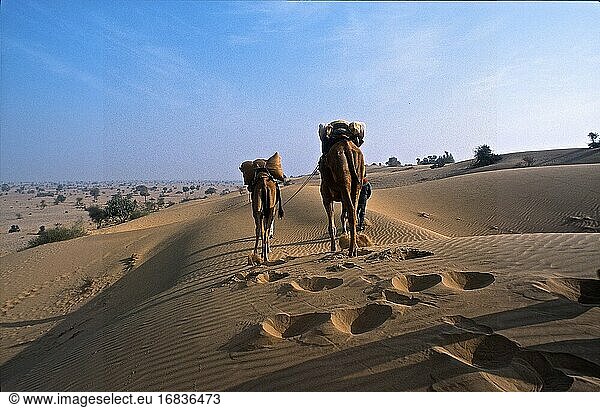 Kameltour durch die Sanddünen der Wüste Thar  Rajasthan  Indien 2004.