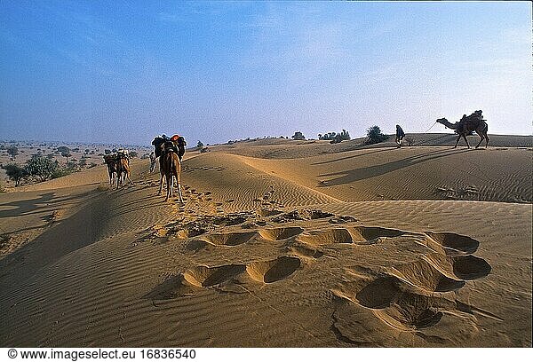 Kameltour durch die Sanddünen der Wüste Thar  Rajasthan  Indien 2004.