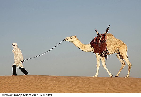 Kameltreiber in der Wüste Sahara  Douz  Tunesien.