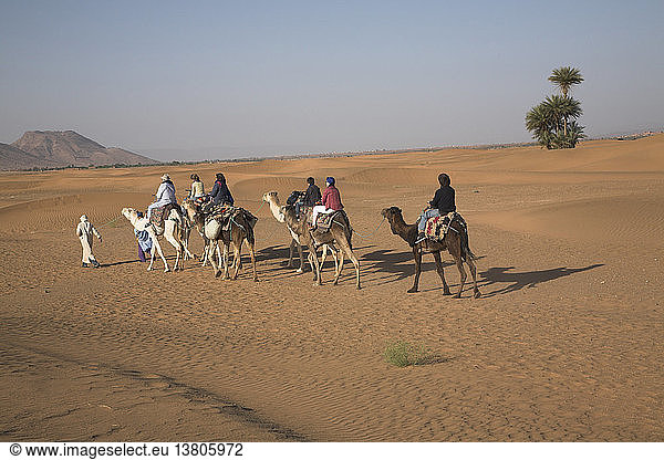Kameltrek  Zagora  Marokko  Nordafrika  Wüste Sahara