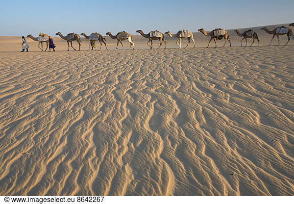 Kamelzug  eine Gruppe von Tieren  die von zwei Personen auf dem windgepeitschten Sand der Sahara in Mali gehalten und geführt werden.