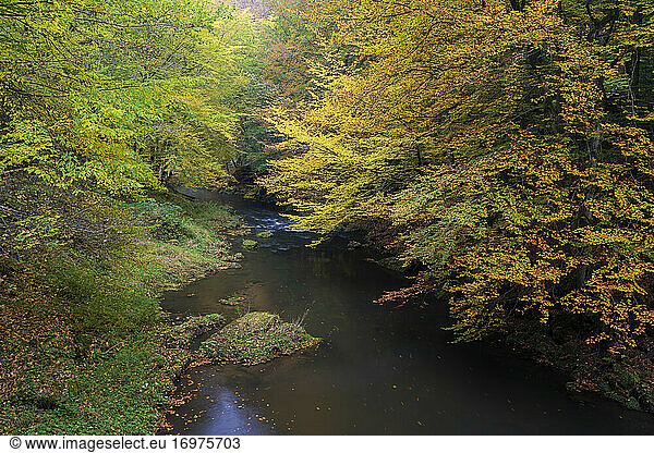 Kamenice river surrounded by colorful forest in autumn  Bohemian Switzerland National Park  Hrensko  Decin District  Usti nad Labem Region  Czech Republic