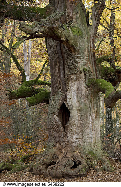 Kamineiche  Eiche (Quercus)  700 Jahre alt  Urwald Sababurg  Reinhardswald  Hofgeismar  Nordhessen  Hessen  Deutschland  Europa