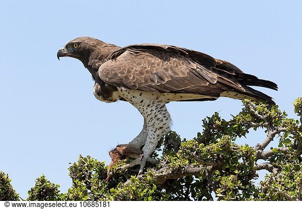 Kampfsportler Masai Mara National Reserve Adler füttern Kenia Mungo