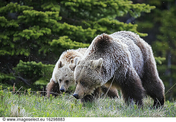 Kanada  Alberta  Jasper und Banff National Park  Grizzlybär  Mutter mit Jungtier