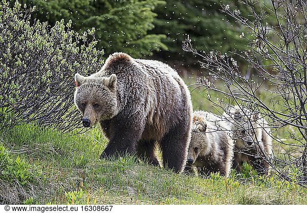 Kanada  Alberta  Jasper und Banff National Park  Grizzlybären  Mutter mit Jungtieren