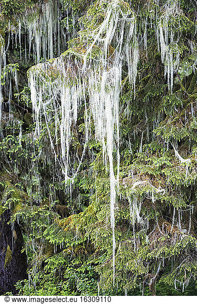 Kanada  Britisch-Kolumbien  Khutzeymateen Provincial Park  Great Bear Rainforest  Flechte auf einem Nadelbaum