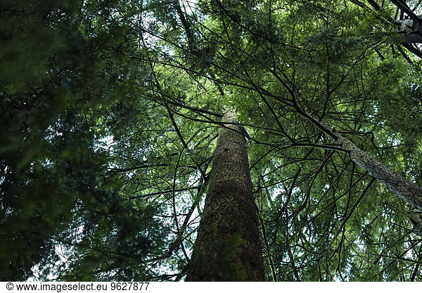 Kanada  Vancouver  hoher Baum im Wald