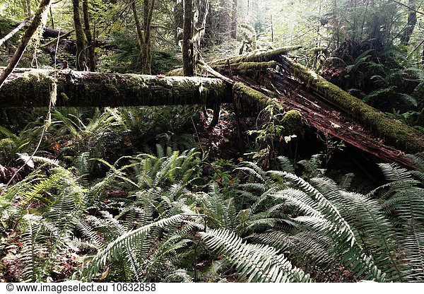 Kanada  Vancouver Island  Rotholz und Farne im Regenwald