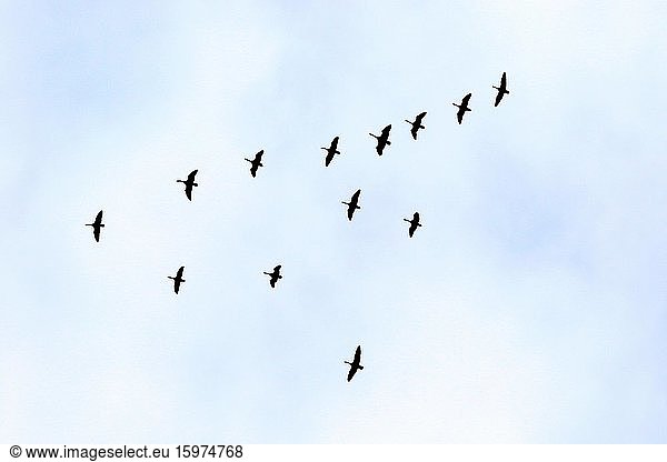 Kanadagans (Branta canadensis)  Vogelschar im Formationsflug  Provinz Quebec  Kanada  Nordamerika