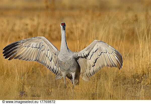 Kanadakranich  Kanadakraniche (Grus canadensis)  Kranich  Vögel  Tiere  Sandhill Crane Spreading wings  Bosque  New Mexico (U.) S. A