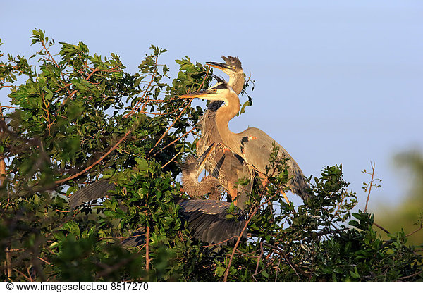 Kanadareiher (Ardea herodias)  Jungvögel am Nest  Venice Rookery  Florida  USA