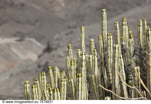 Kanaren  Kanarische Inseln  Kaktus  Spanien
