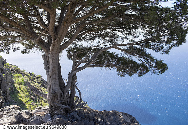 Kanaren-Wacholder (Juniperus cedrus)  La Merica  Valle Gran Rey  La Gomera  Kanarische Inseln  Spanien  Europa