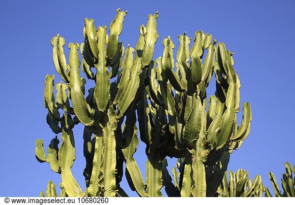 Kanaren-Wolfsmilch (Euphorbia ingens)  Lanzarote  Kanarische Inseln  Spanien  Europa